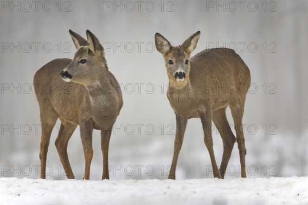 Roe deer (Capreolus capreolus) winter coat, foraging, portrait, snow and frost, leap, narrow deer,