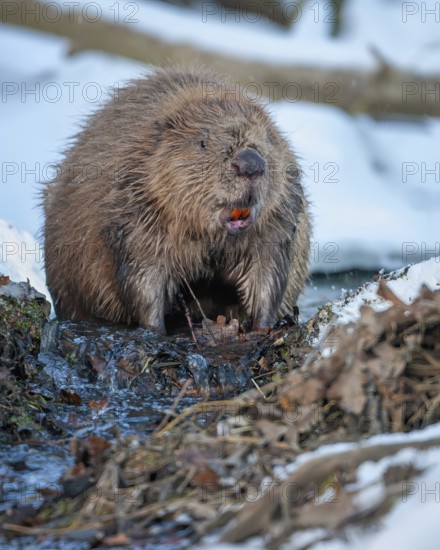 European beaver (Castor fiber) Eurasian beaver, frost and ice, foraging, Middle Elbe, heraldic