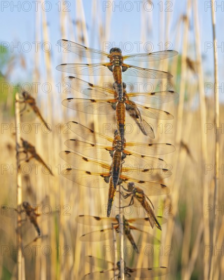 Four-spotted damselfly (Libellula quadrimaculata), Four-spotted chaser, Summer, Sailing dragonfly,