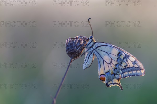 Swallowtail (Papilio machaon) Swallowtail butterfly, Knight butterfly, summer and warmth, natural