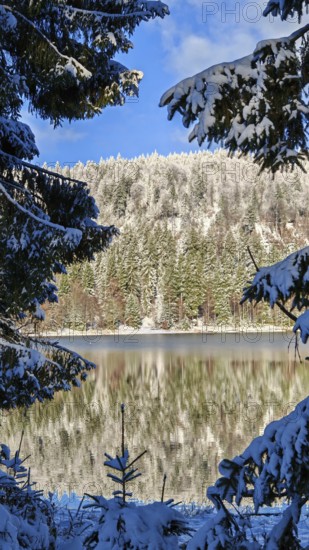 Snowy lake with forest reflection, blue sky and clear winter atmosphere, Rennsteig, Thuringian