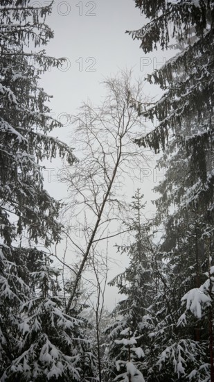 Snow-covered fir trees in a winter forest with a dominant, medium-sized tree species, Rennsteig,