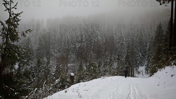 Snowy forest trail in foggy weather, quiet and cold atmosphere, Rennsteig, Thuringian Forest