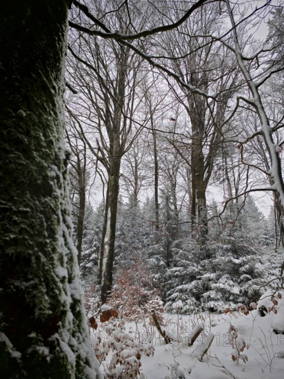Snowy forest with still trees and a moss-covered trunk in the foreground, Rennsteig, Thuringian