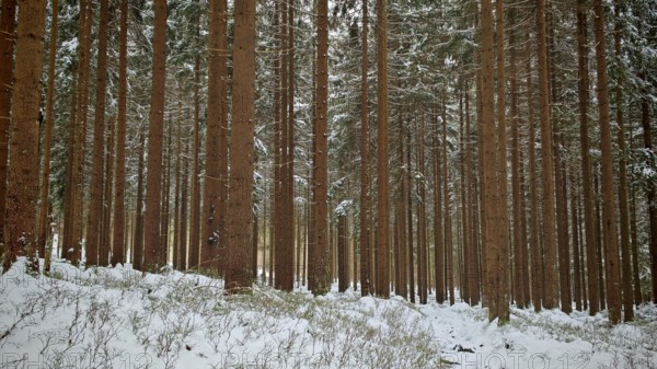 Lonely snow-covered forest with tall firs in quiet winter nature, Rennsteig, Thuringian Forest