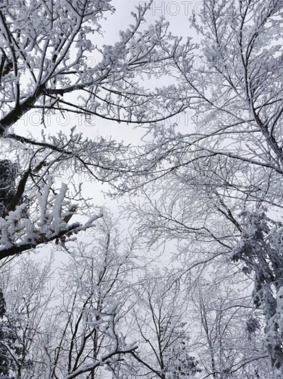 Snowy treetops stretch out into the quiet, wintry sky, Rennsteig, Thuringian Forest