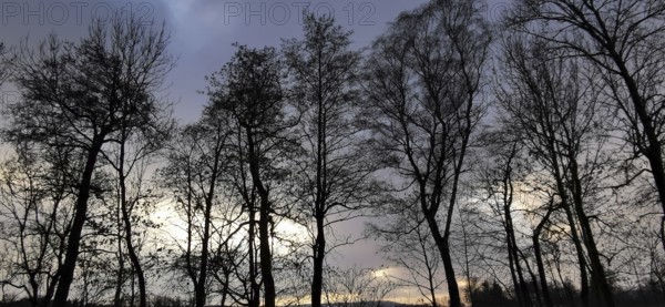 Silhouettes of trees against a gloomy evening sky in winter, Franconian Forest