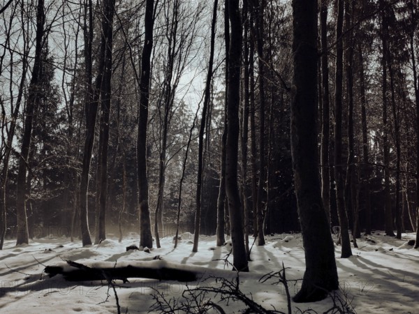 Wintery forest with snow-covered ground and long shades of trees, mystical, Rennsteig, Thuringian