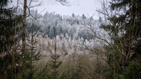 Snowy hills and trees, cold winter landscape with a mix of tree species, Franconian Forest nature