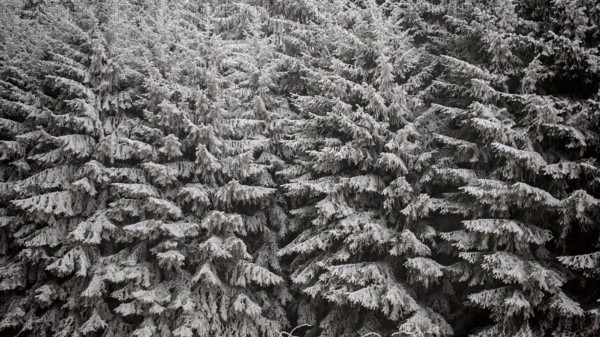 Detailed view of heavily snow-covered fir trees, showing the texture and density of the forest,