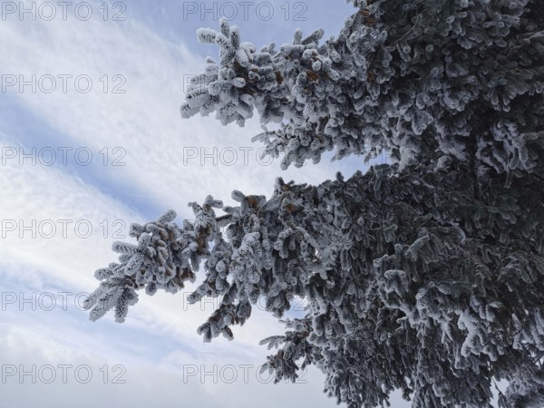 Tree branches covered with snow and hoarfrost in cold weather and blue skies, Rennsteig,