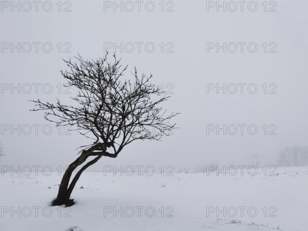 Lonely tree on snowy field under grey sky, Rennsteig, Thuringian Forest