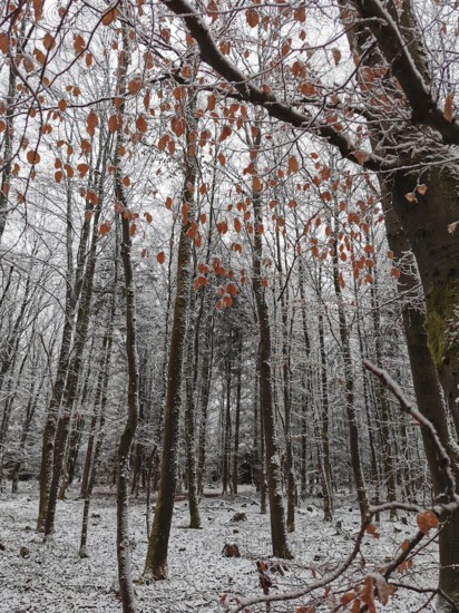 Autumn leaves and snow-covered trees create a strong visual contrast in the forest, Franconian