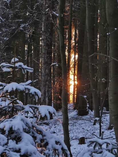 Sunlight shines through snow-covered trees in the winter forest, creating a quiet and peaceful