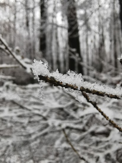 An icy branch in the winter forest, the surrounding area is covered by snow and frost, Frankenwald