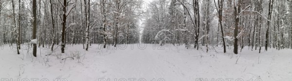 Panoramic view of a snowy forest trail flanked by snow-covered trees, Rennsteig, Frankenwald nature