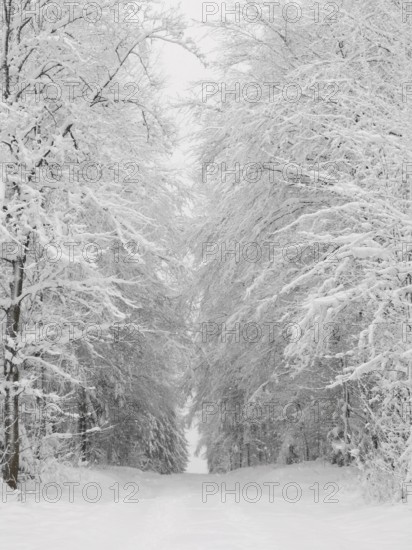 Snowy forest trail flanked by tall, snow-covered trees in a winter landscape, Rennsteig,