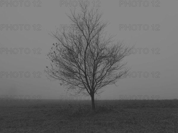 A single tree stands in a foggy, black and white winter landscape, Franconian Forest nature park