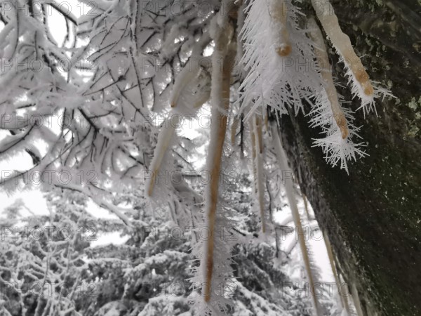 Close-up of icicles and frosty branches in the forest, Fichtelgebirge, Bavaria