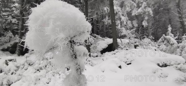 Frosty ice crystals in winter forest, dominating white structures, Fichtelgebirge, Bavaria