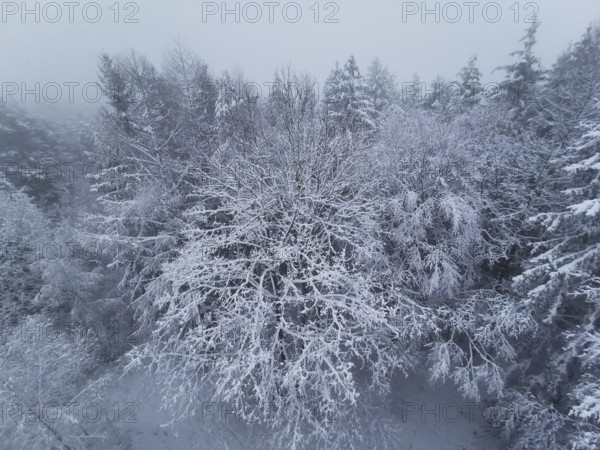Snowy forest under fog, trees with thick layers of snow, quiet winter atmosphere, Franconian Forest