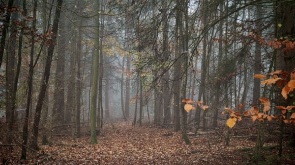 Mystical forest trail with autumn leaves and fog, mystical, romantic, Franconian Forest nature park