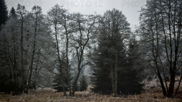 A frosty forest in cool winter light with bare trees and an eerie atmosphere, mystical, romantic,
