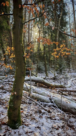 An autumnal forest with scattered colorful leaves and warm sunlight, mystical, romantic, Rennsteig,