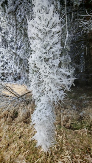 Long icicles hanging from a branch, which can be seen in a winter environment, ice crystals,