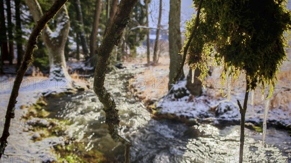 A small stream in the forest, branches covered with frost and moss in the foreground, Frankenwald,
