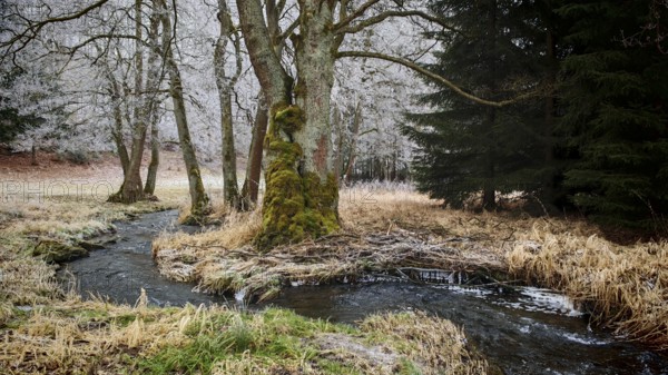 A small stream flows through an autumnal forest landscape with bare trees, mystical, romantic,