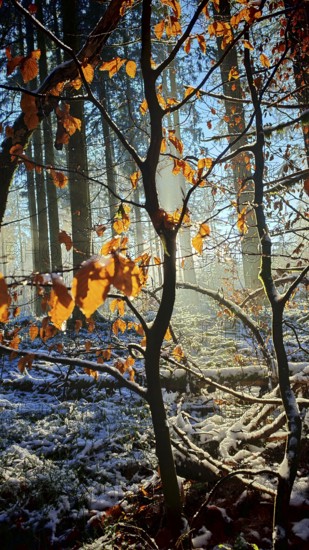 Sun rays penetrate leaves and trees in a snowy forest, mystical, romantic, Franconian Forest nature