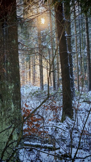 Snowy forest scene with rays of light shining through the trees, mystical, romantic, Franconian