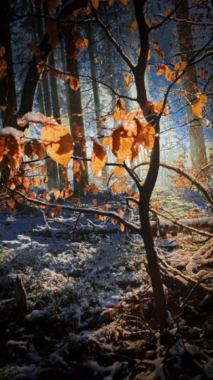 Close up of illuminated autumn leaves in a snowy forest, mystical, romantic, Franconian Forest