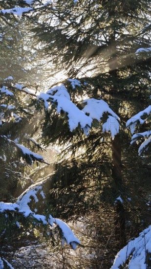 Sunbeams illuminate snow-covered fir trees in a winter forest, mystical, romantic, Frankenwald