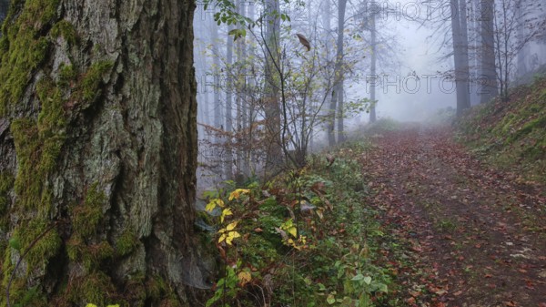A foggy forest trail with autumn leaves and large trees creates a mystical atmosphere, mystical,