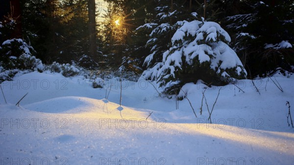 A sunny winter day in the forest, the snow glitters in the setting sun, mystical, romantic,
