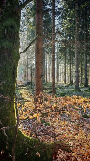 Sunlight falls through the trees onto the forest floor, covered with colorful autumn leaves and