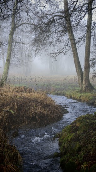 Small stream flows through foggy forest, surrounded by bare trees and autumn leaves, mystical,
