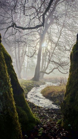 A small stream flows through a foggy forest, pierced by sunlight, surrounded by moss-covered trees,