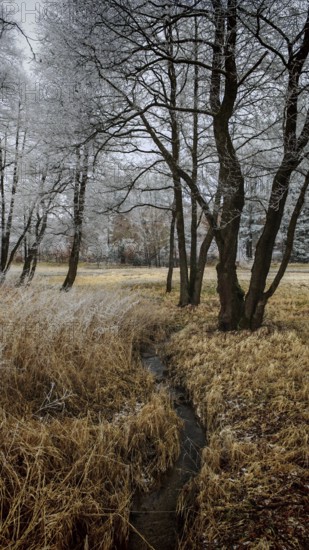 A wintry field with trees covered by a thin layer of snow, small stream, mystical, romantic,