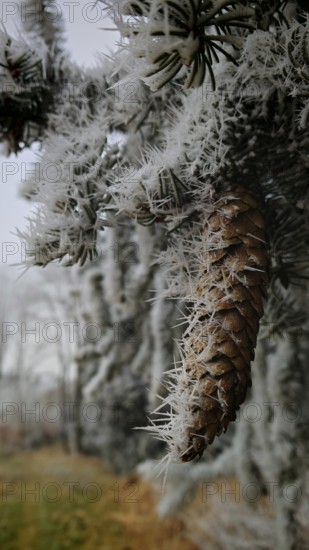 A cone covered by frosty ice crystals hangs on a pine branch, Rennsteig, Frankenwald nature park