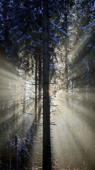 Rays of light penetrate a snowy forest and create an enchanting winter atmosphere, mystical,