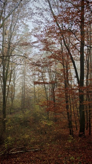 Autumnal forest with light fog and quiet atmosphere, mystical, romantic, Franconian Forest nature