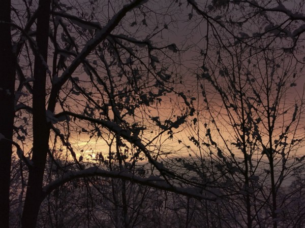 Snowy trees look at a colorful sunset