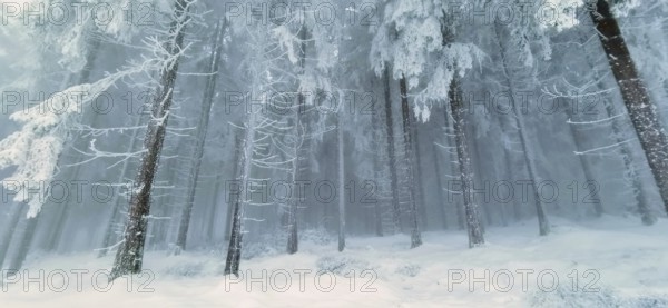 Snowy coniferous forest with foggy, bluish tones and a cold atmosphere, Rennsteig, Thuringian