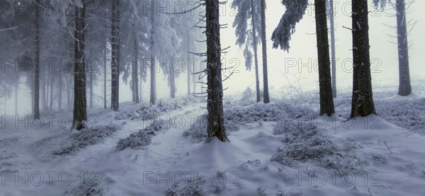 Snowy forest with clear tree contours and a quiet atmosphere, mystical, romantic, Rennsteig,