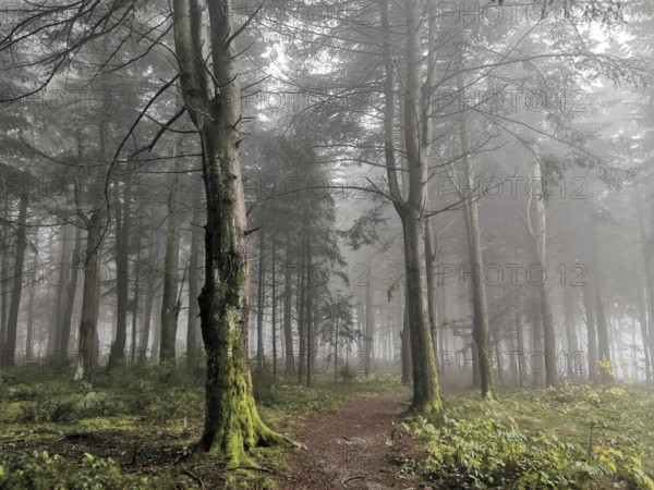 Mystical forest trail surrounded by tall trees and thick fog in a quiet atmosphere, mystical,