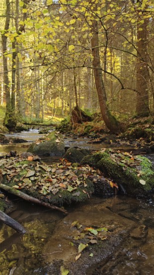 A small stream in autumn forest, covered with fallen leaves, cozy atmosphere, Franconian Forest