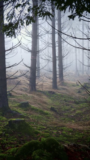 A quiet cloud forest with moss-covered ground and slender trees, mystical, romantic, Rennsteig,